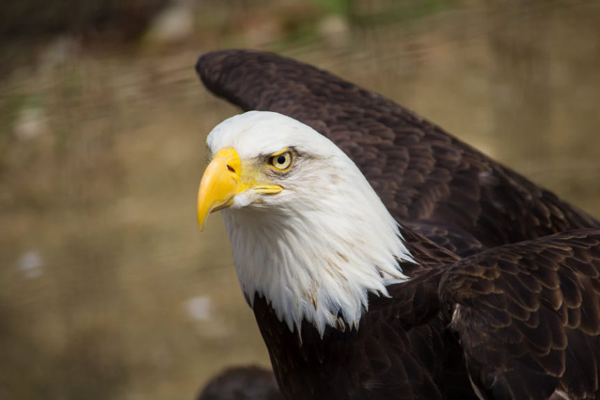 A bald eagle with yellow beak and white head.